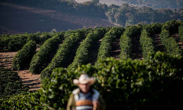 Busca pelo café carbono neutro deve ser pensada em toda a cadeia produtiva até o produto final; sacas já estão valorizadas | Crédito: Roosevelt Cassio/Reuters