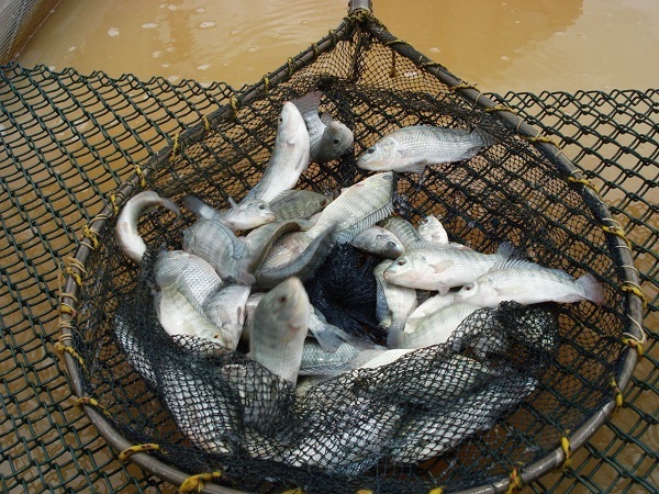 Restrição à pesca vai até fevereiro de 2023 em Minas Gerais