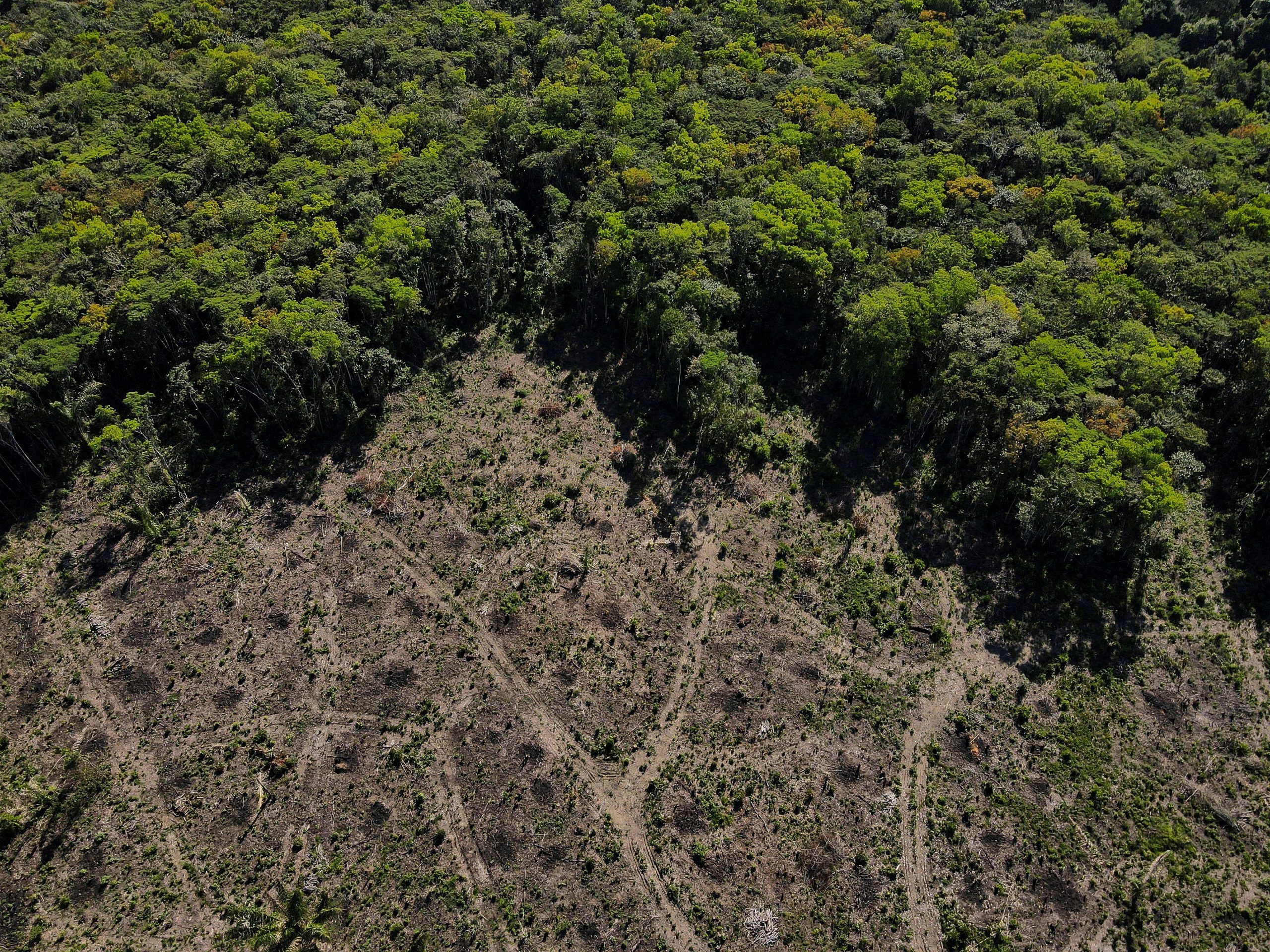Desmatamento na Amazônia recua 40% no 1º trimestre