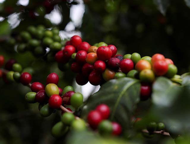 Chuvas e inverno muito seco prejudicaram floração em MG | Crédito: REUTERS/Amanda Perobelli