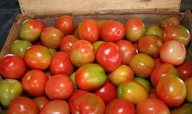 Tomate é o vilão na Ceasa Minas