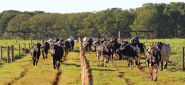 Doação de sêmen de touros Girolando beneficia pecuaristas de MG