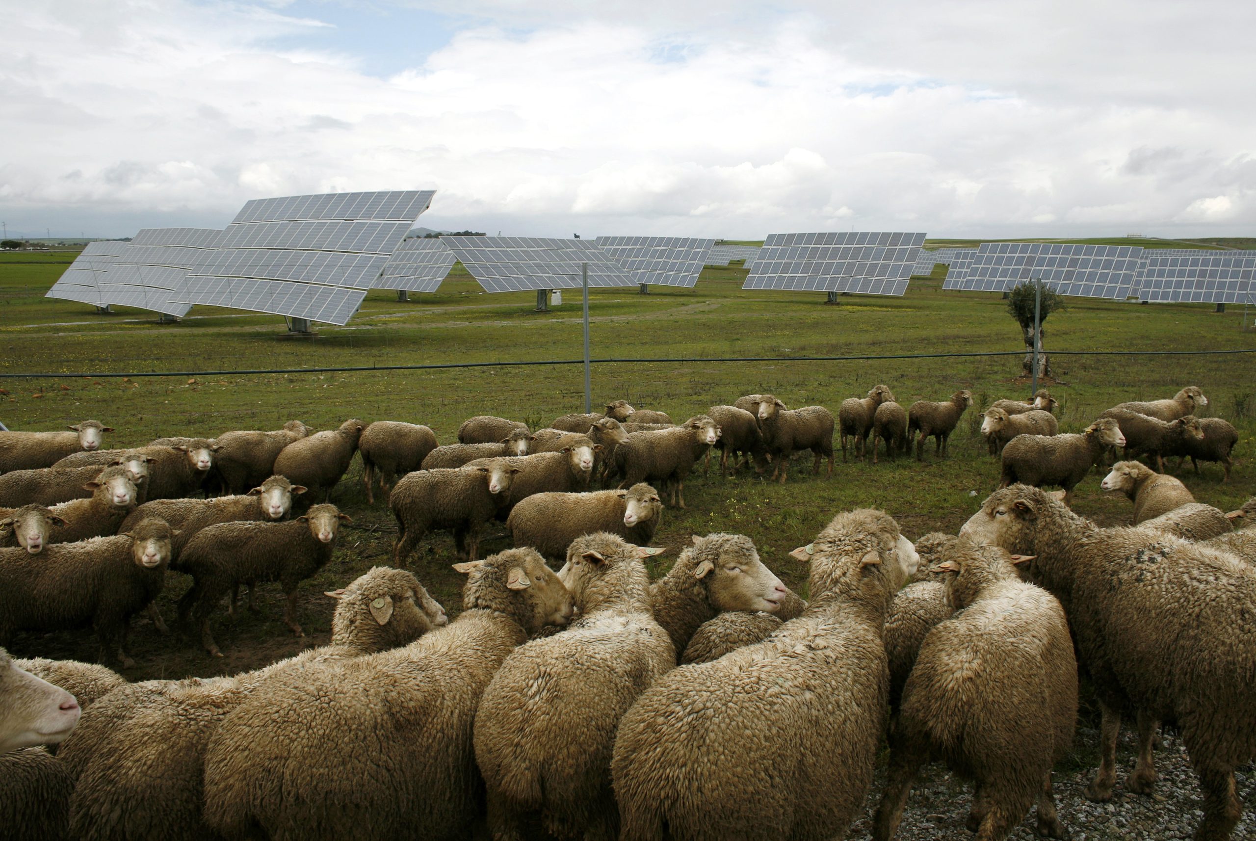 Produtores rurais lucram com usinas solares