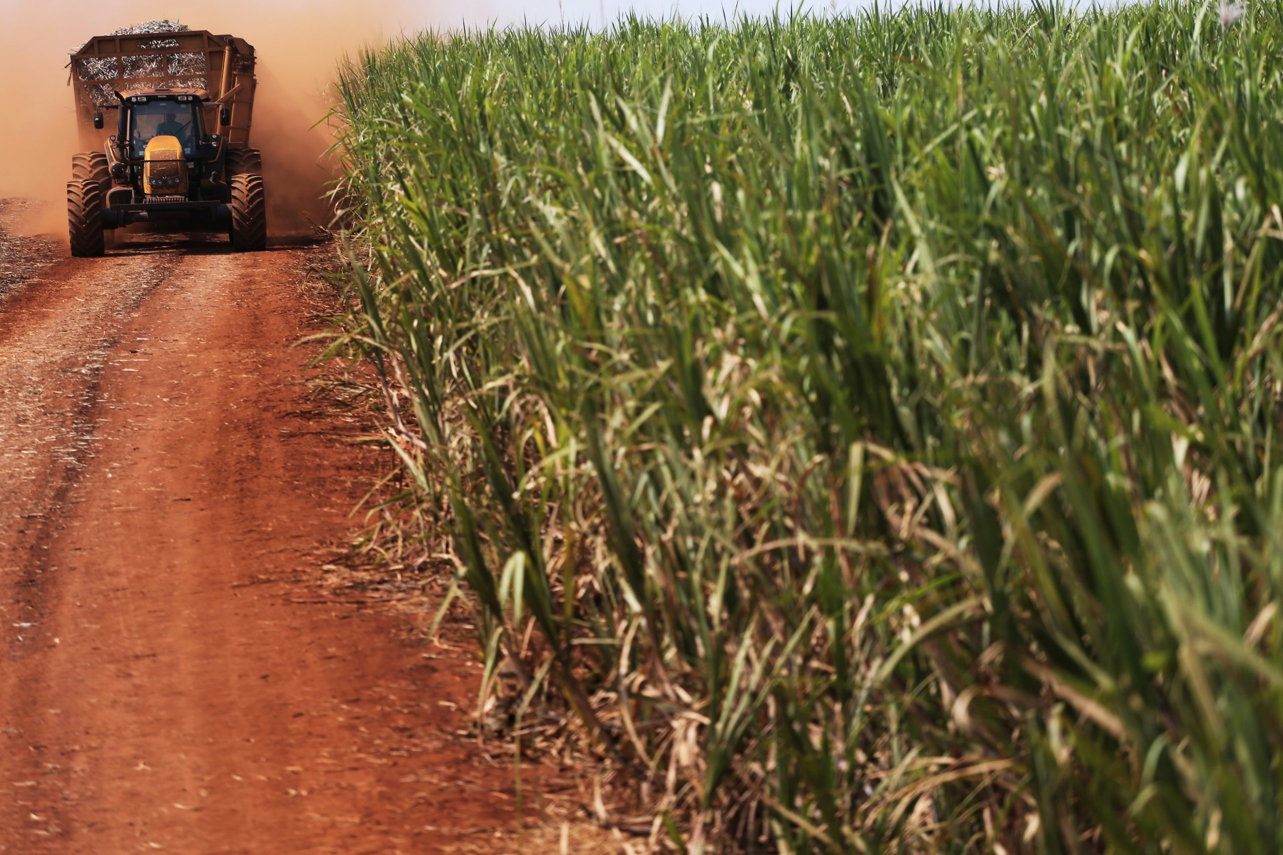 Conab vê maior produção de açúcar na safra 2022/23