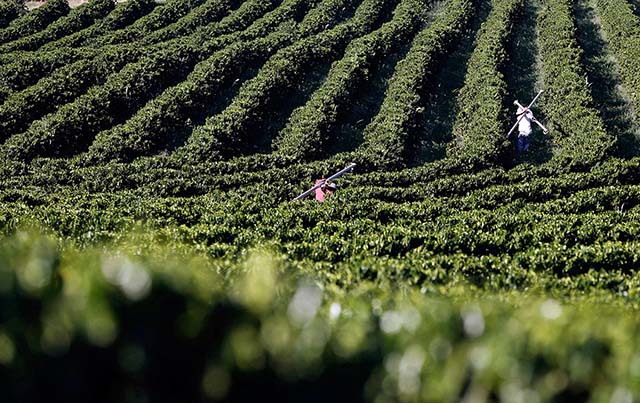 Região do Cerrado Mineiro comemora 50 anos de cafeicultura, que mudou IDH das cidades | Crédito: Paulo Whitaker/Reuters
