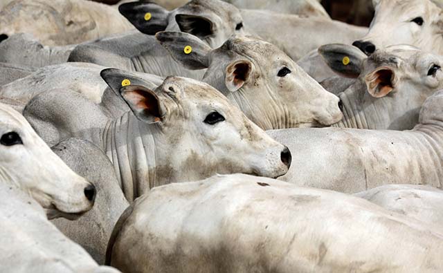 Maior exportação intensifica abate de bovinos no Estado