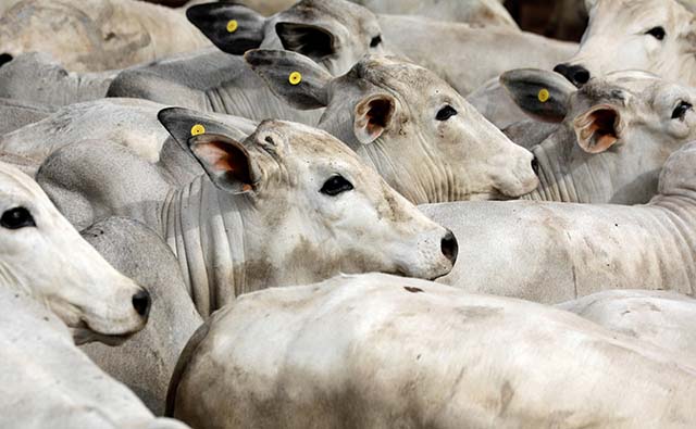 Em Minas Gerais, foram abatidas 772,6 mil cabeças de bovinos no terceiro trimestre deste ano | Crédito: Paulo Whitaker/Reuters

