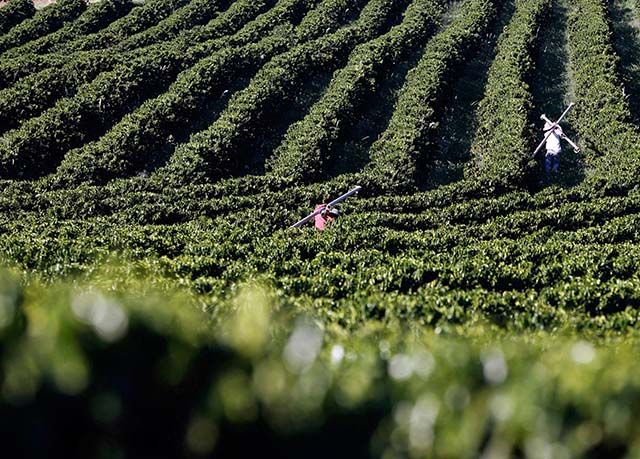 Crédito para o agronegócio em Minas Gerais sobe 39%