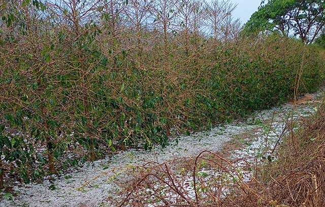 Liberação de crédito rural para Minas registra crescimento de 41%