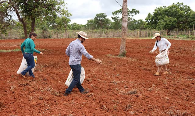 Quatro espécies de gramíneas já foram plantadas em Montes Claros, que sedia Projeto Forrageiras Semiárido | Crédito: Divulgação/Epamig