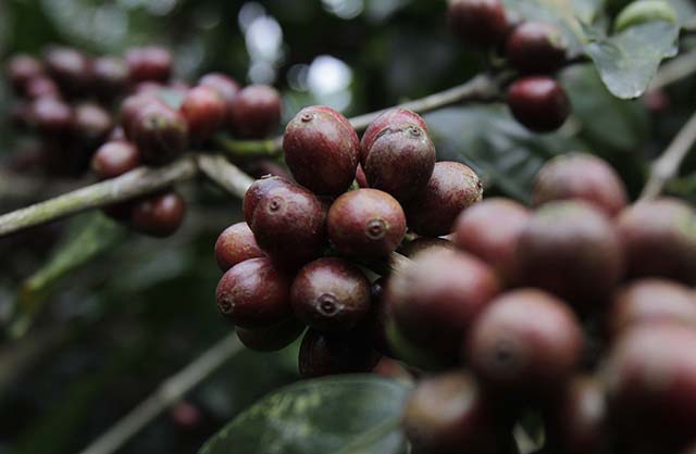 Dos produtos, café tem a maior receita; faturamento bruto do grão é estimado em R$ 29,3 bi | Crédito: Reuters/Sigit Pamungkas 