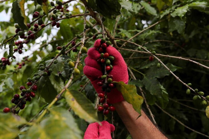 Colheita de café | Crédito: REUTERS/Amanda Perobelli