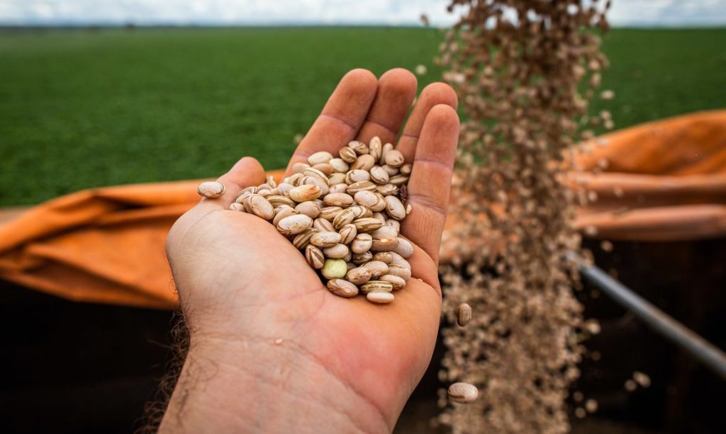 Sementes de feijão| Sementes de alta qualidade vão ser plantadas em fevereiro |