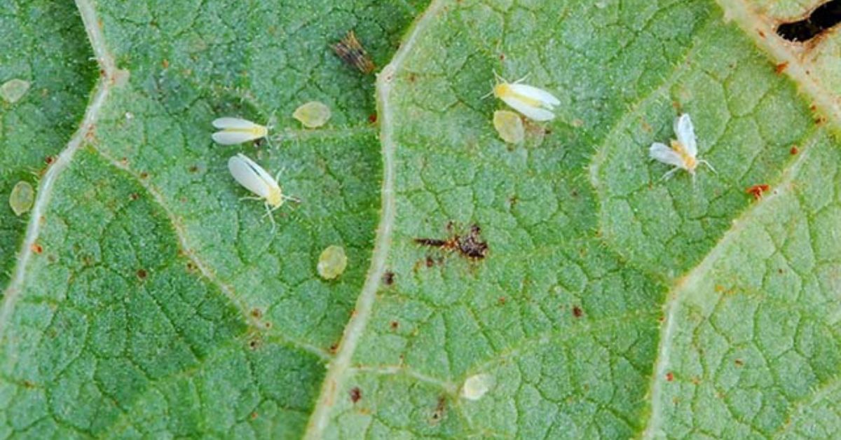 Bioinseticida da Embrapa vai controlar mosca-branca