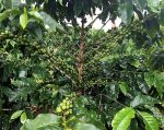 Pés de café em Guaxupé (MG)