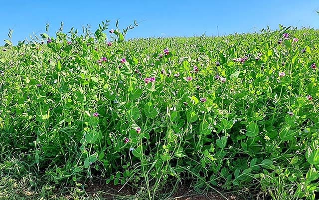 Cultivar de ervilha é testada com sucesso