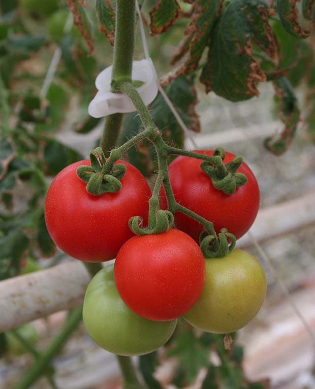 O tomate é o produto mais prejudicado pelas chuvas | Crédito: Alisson J. Silva 