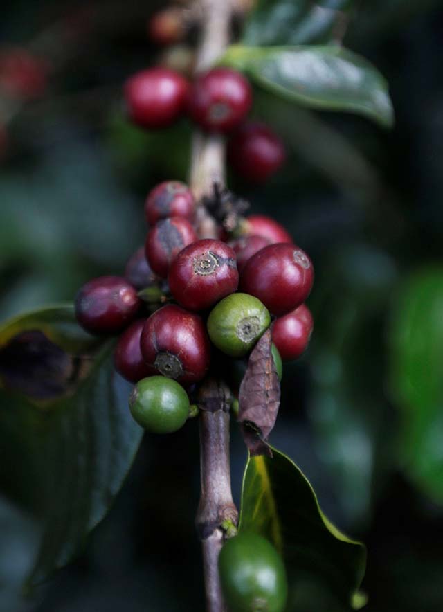 Colômbia tem menor produção de café dos últimos nove anos