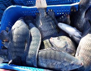 caixa azul com pequenos furos cheia de peixes de tamanho médio