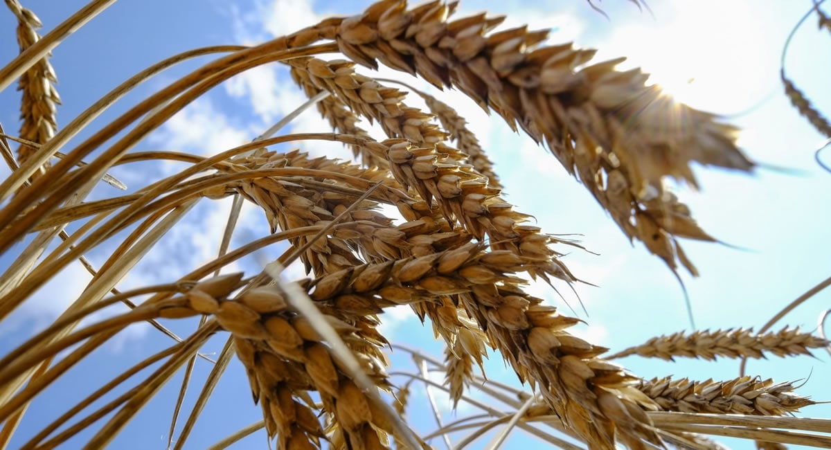 Lavoura de trigo em Nikolaev, na Ucrânia | Crédito: Vincent Mundy / Reuters