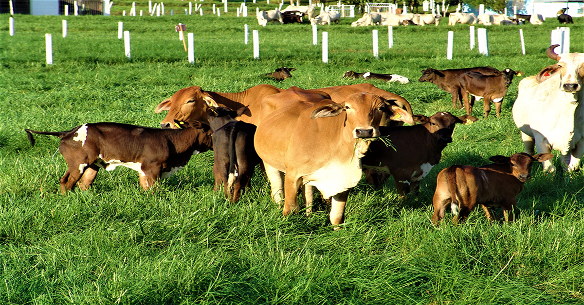 Avanço da genética cria supervacas precoces e com mais carne