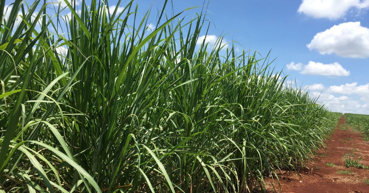 Cerradinho aprova investimento de R$289 mi para implantação de fábrica de açúcar em GO