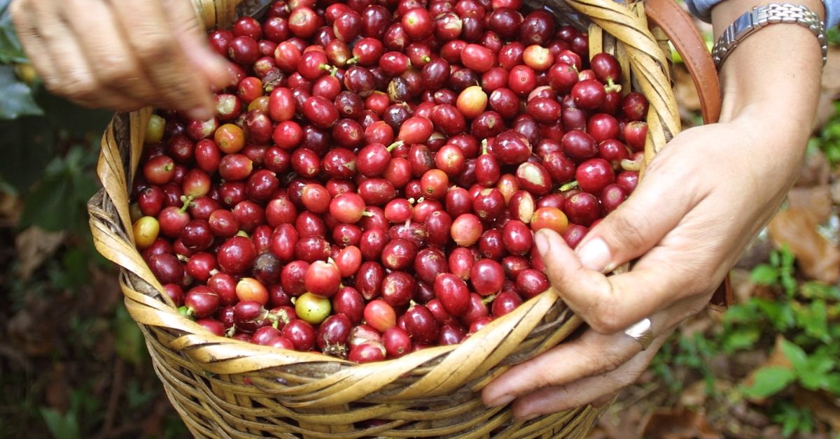 Preço do café arábica deve cair em 2023 com aumento de safra do Brasil