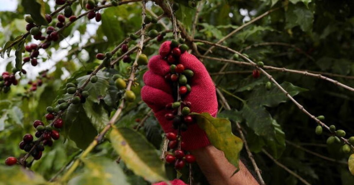 Pesquisa garante protagonismo da cafeicultura brasileira