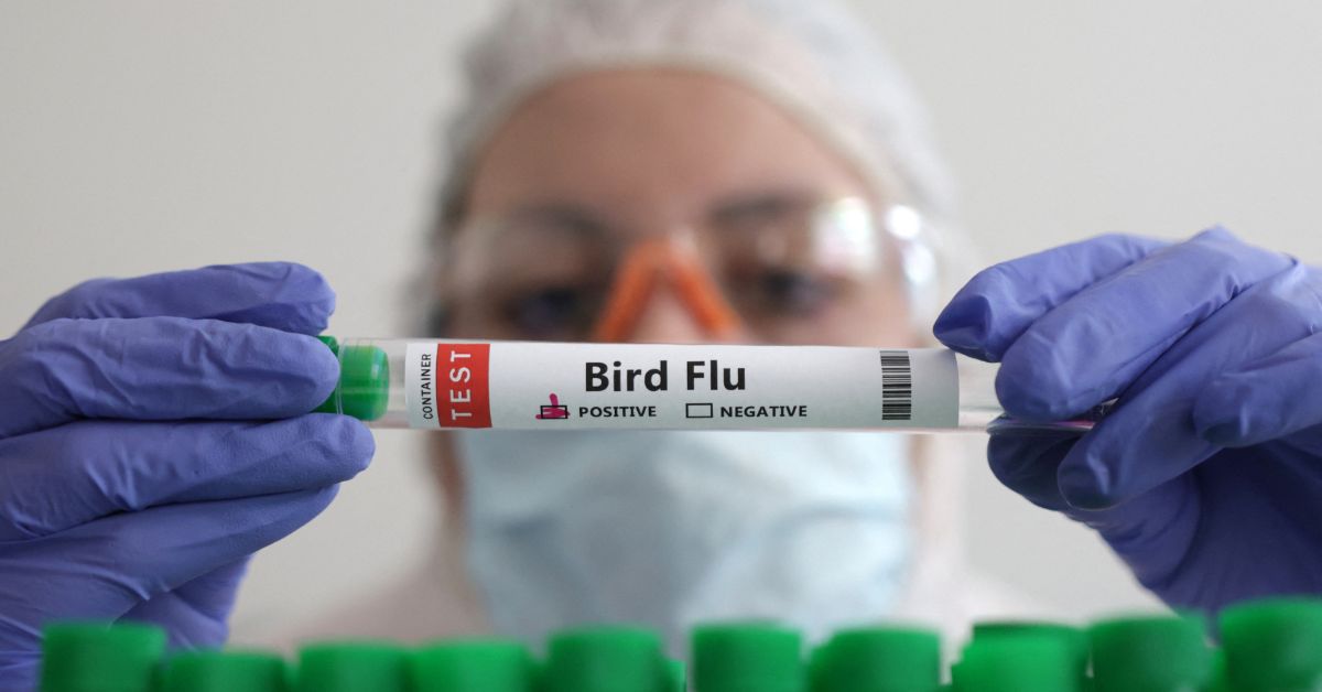 Gripe aviária se espalha para novos países e requer “guerra” preventiva permanente