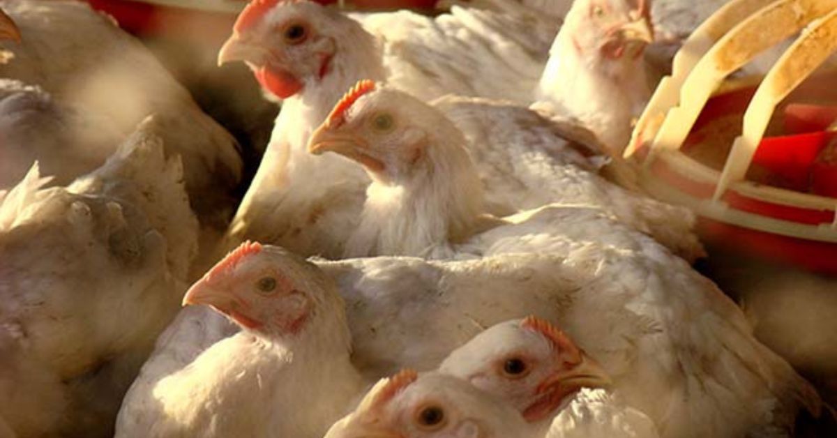 Parceria com empresa agrega valor à avicultura