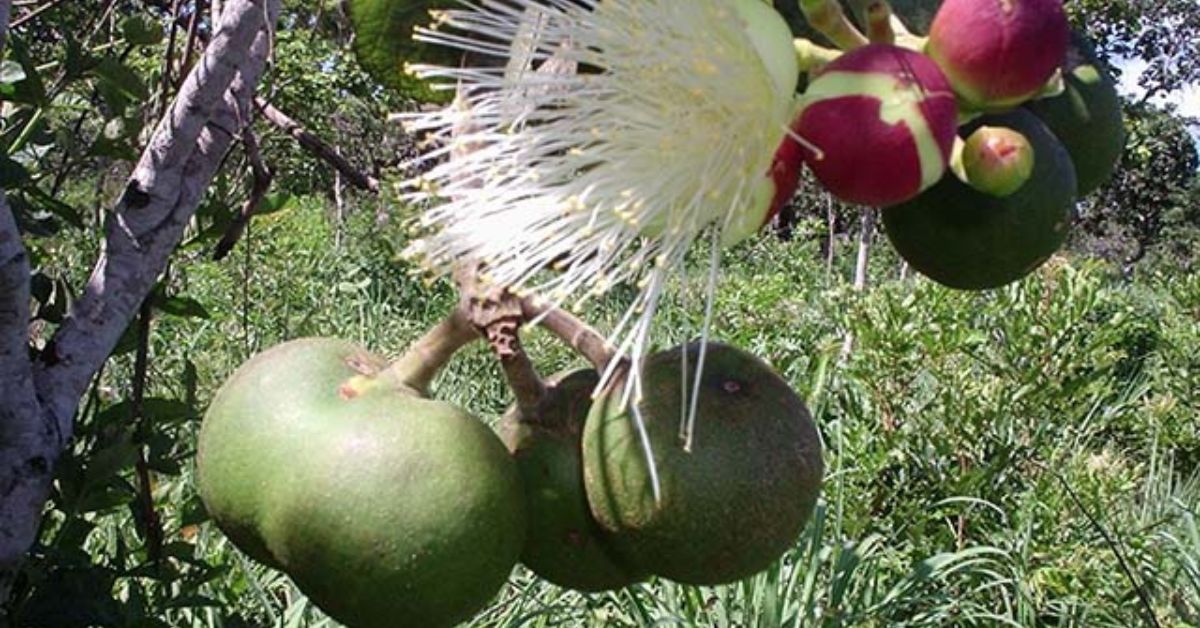 Obstáculos políticos ameaçam desenvolvimento do Agro brasileiro