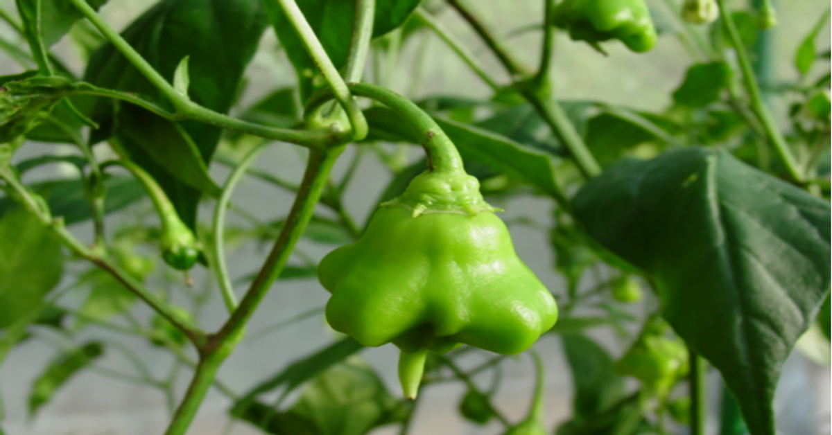 Epamig lança cartilha sobre cultivo de pimenta Capsicum