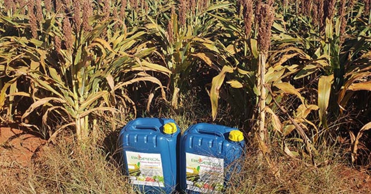 ‘Fumaça vegetal’ é alternativa sustentável para agro