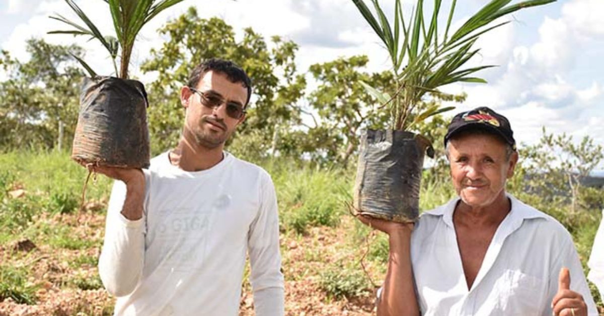 No fim de janeiro, agricultores participaram do plantio experimental de 50 mudas da palmeira | Crédito: Associação Amanu