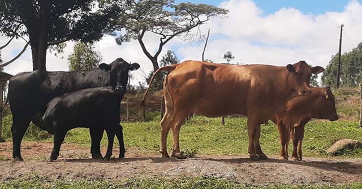 A produtividade e a qualidade da carne impulsionam o mercado da raça montana | Crédito: Divulgação