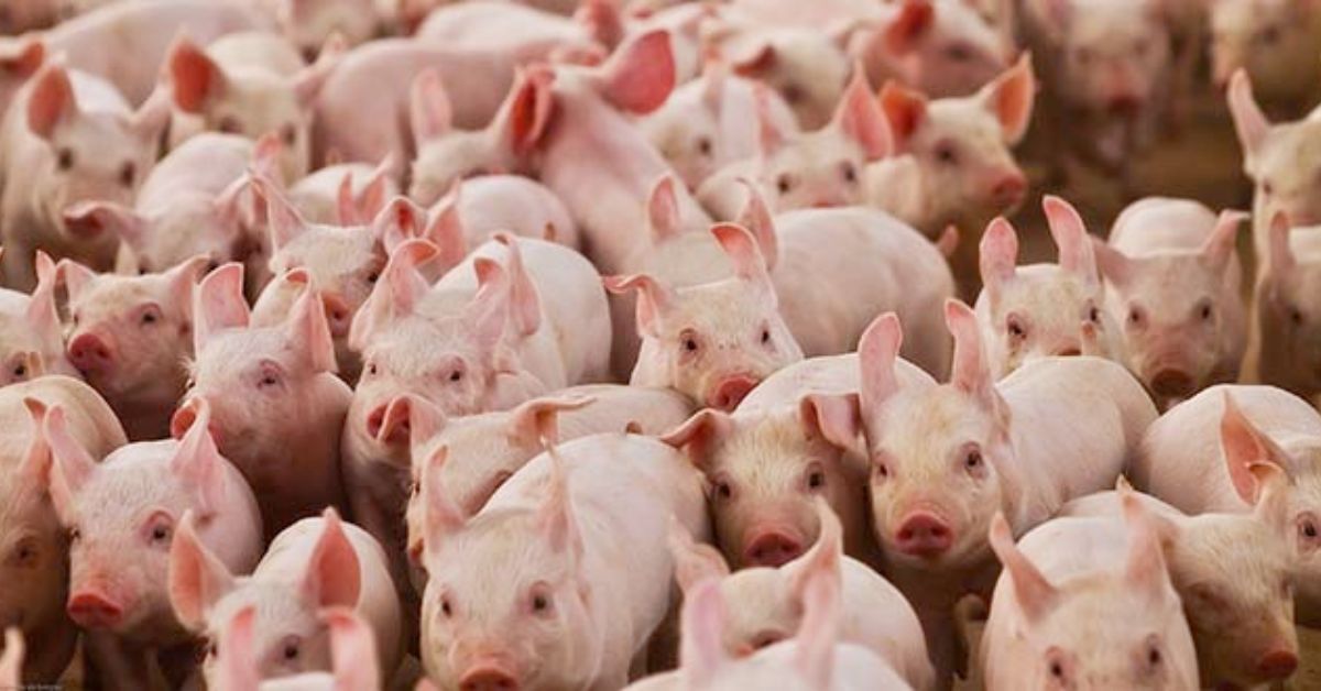 Chile passará a importar carne suína do Brasil