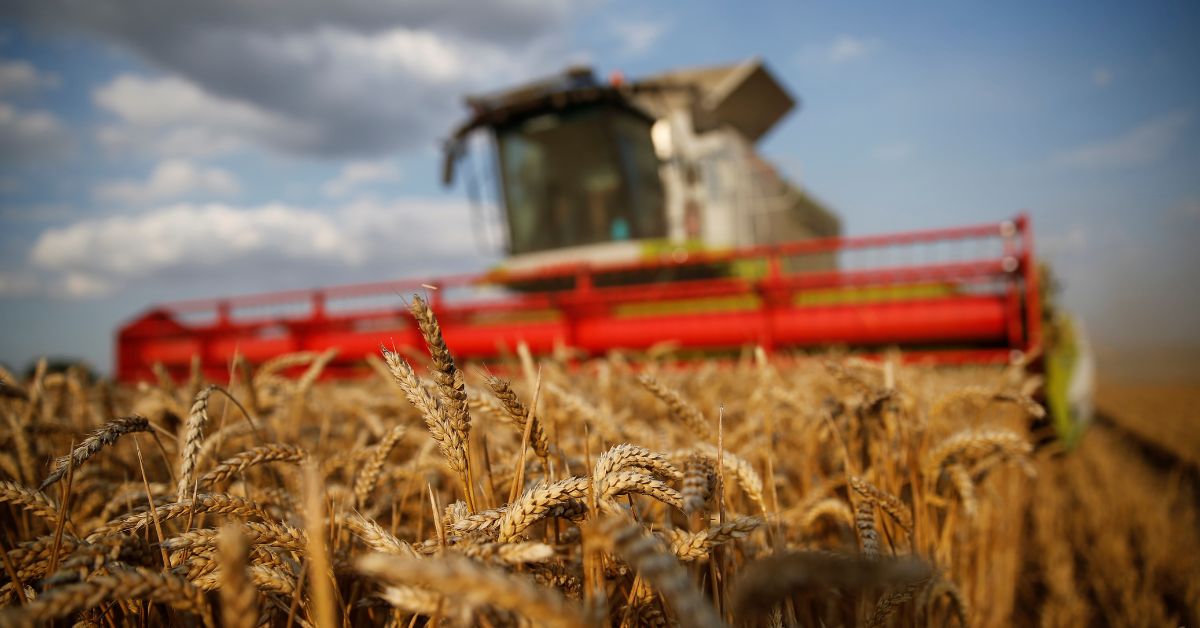 Arroz, trigo e abóbora serão biofortificados com micronutrientes