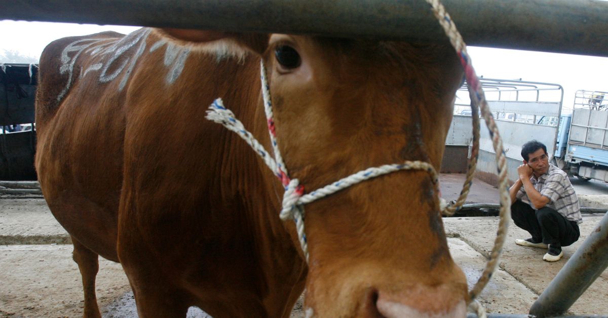 Minerva vê “vaca louca” no Brasil superada em breve