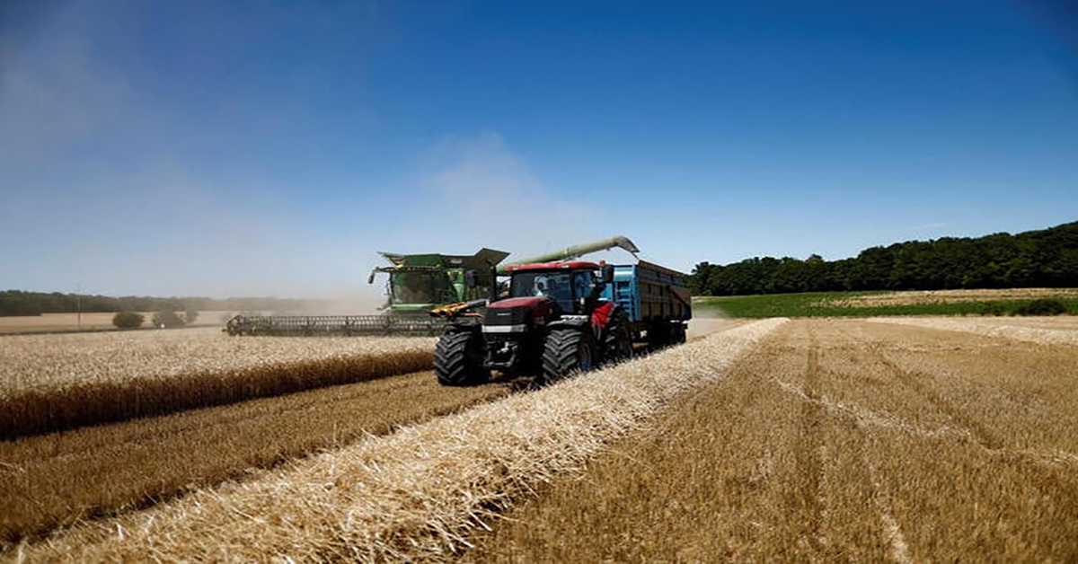 O Brasil tem cultivado trigo usando grãos convencionais adaptados às condições climáticas locais, mas ainda depende do fornecedor Argentina para importações consideráveis | Crédito: Benoit Tessier/Reuters