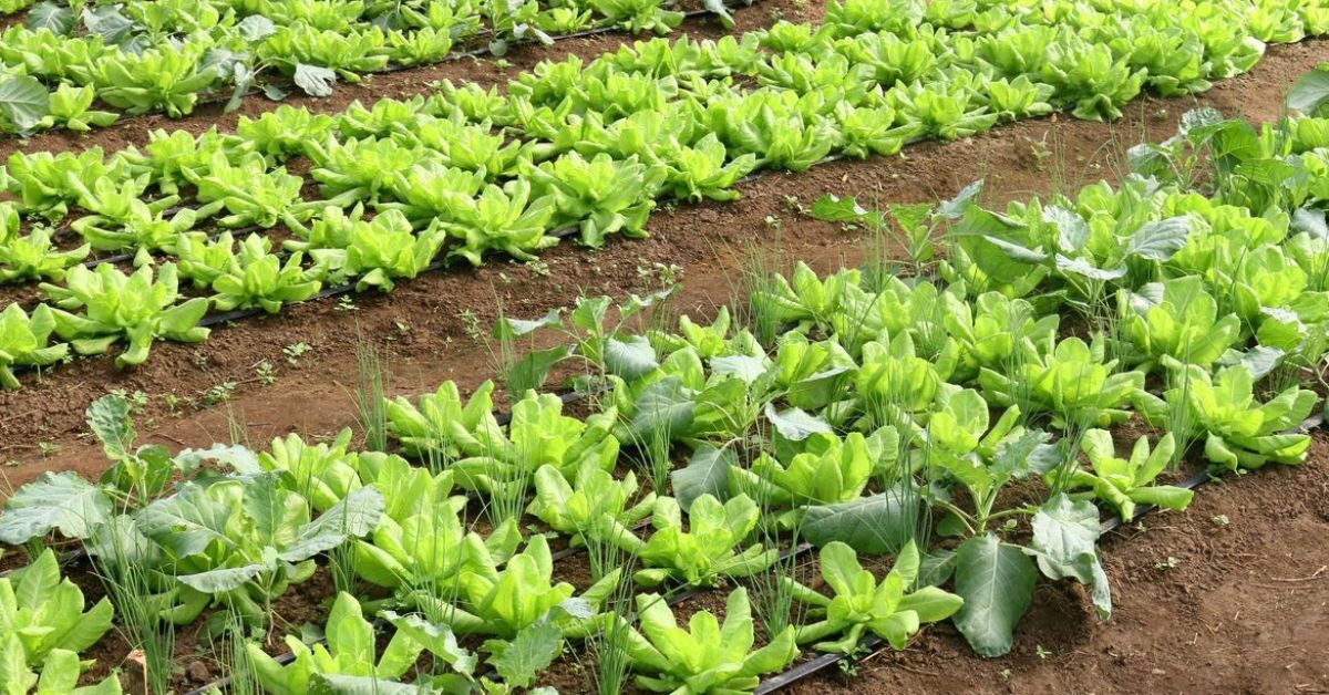 Brasil terá programa nacional para produção de alimentos saudáveis
