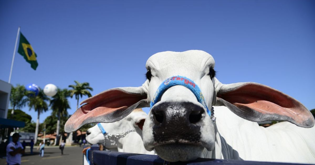 Expozebu promete girar R$ 350 milhões em negócios