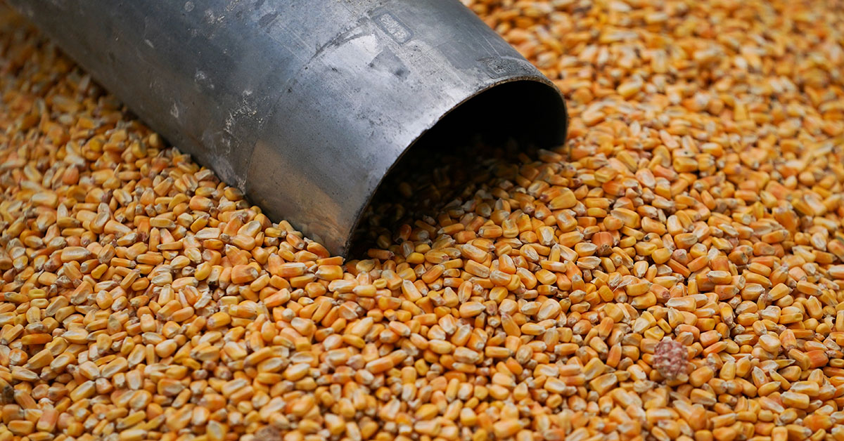 Exportação de grãos do Brasil deve acelerar com menos chuvas