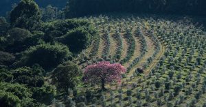 Oliveiras em fazenda