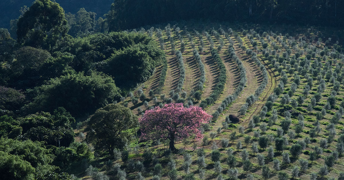 Concentrada na Serra da Mantiqueira, a olivicultura tem maior número de produtores em Minas Gerais | Crédito: Fazenda Ararema/Divulgação