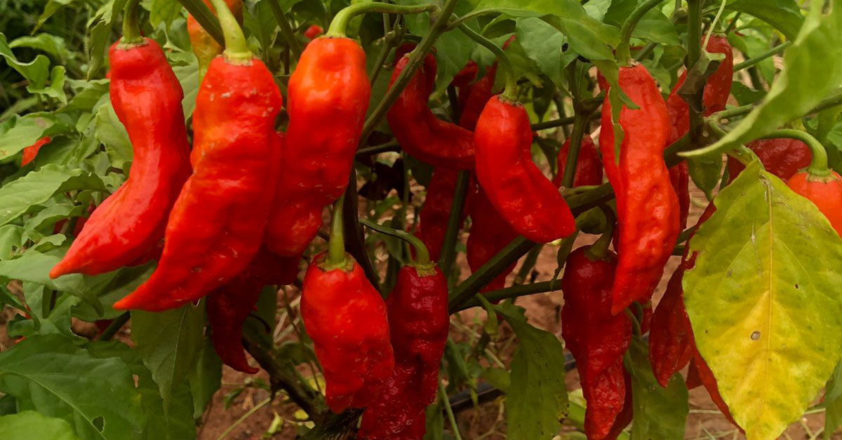 Pimenta eleva faturamento em 800%