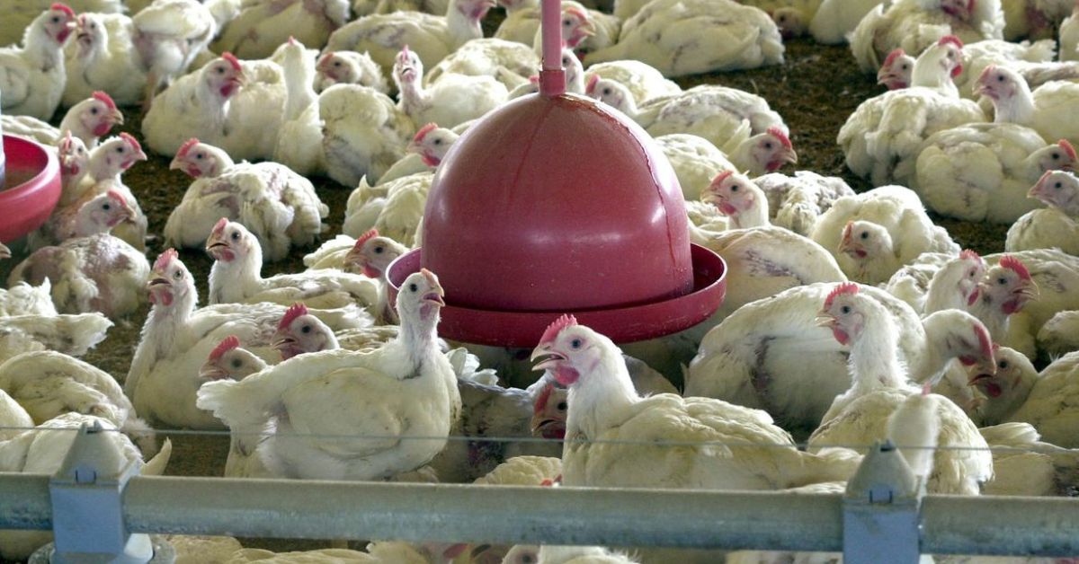 Suspeita de gripe aviária é investigada em Mateus Leme, na Grande BH, e outras 10 cidades do País