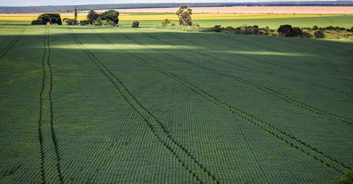 Soja impulsiona em 20,6% a produção de grãos na safra 2022/23