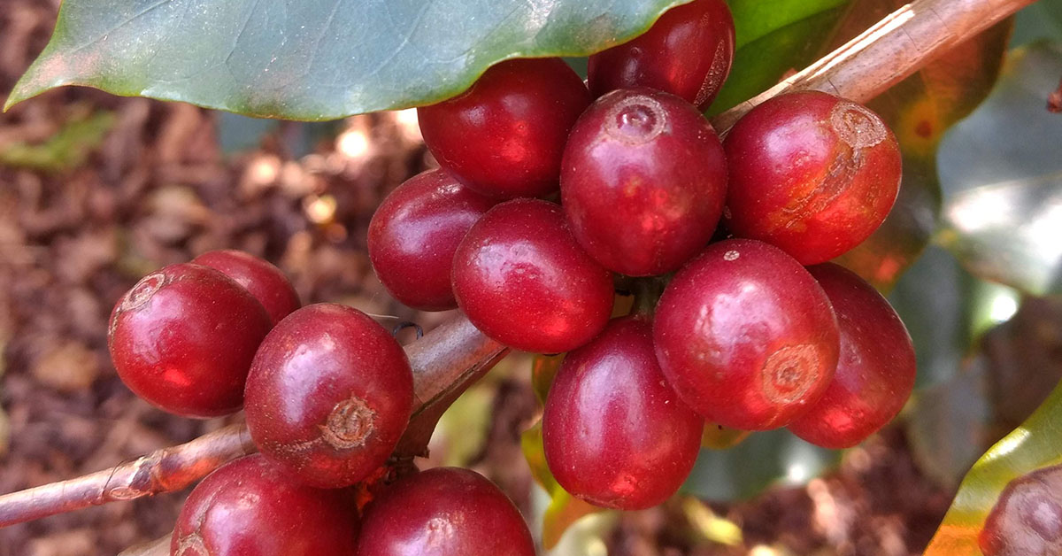 Objetivo do festival é potencializar cafeicultura do município | Crédito: CULTIVAR CAFÉS/ DIVULGAÇÃO