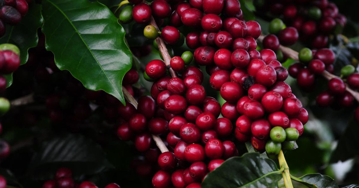 Cafeicultura ganha Centro de Excelência