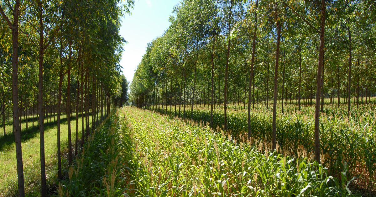 Mapa pede equalização de R$ 1 bi à Fazenda para liberar crédito adicional